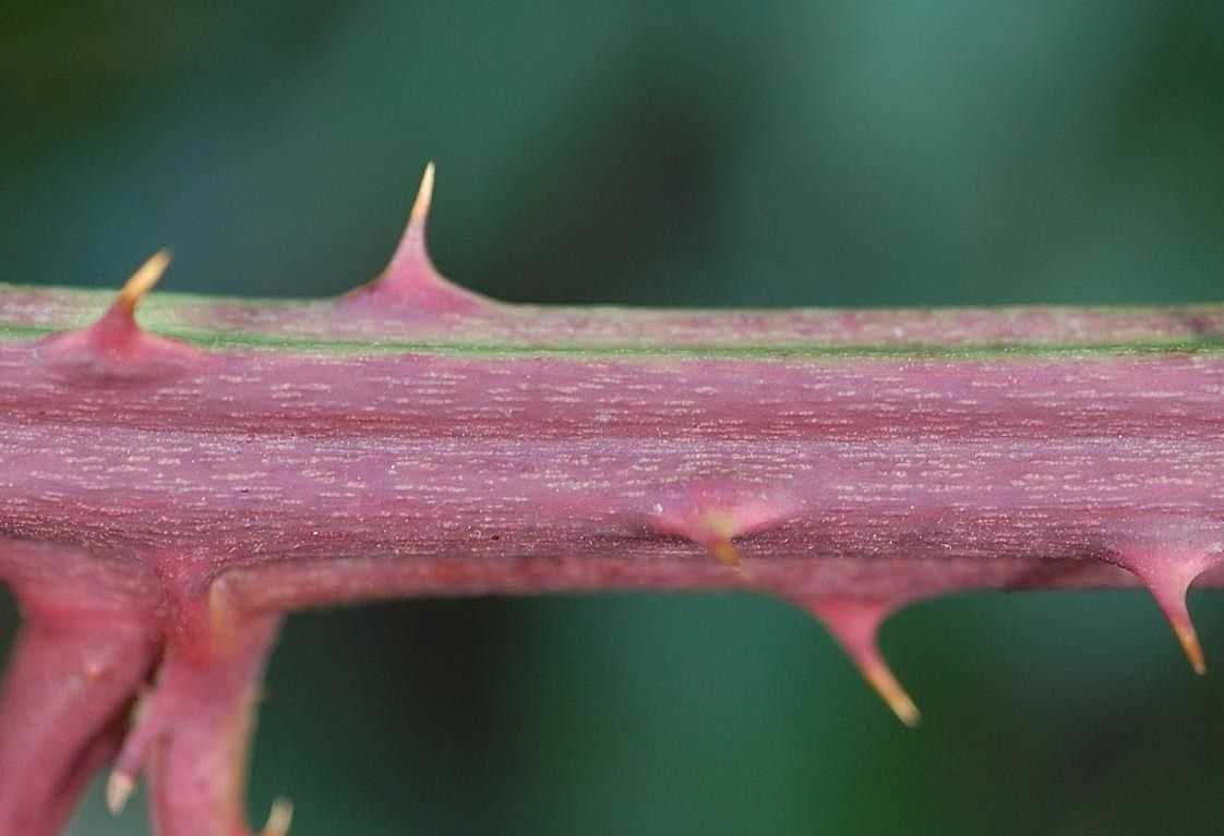 Rubus grabowskii bark