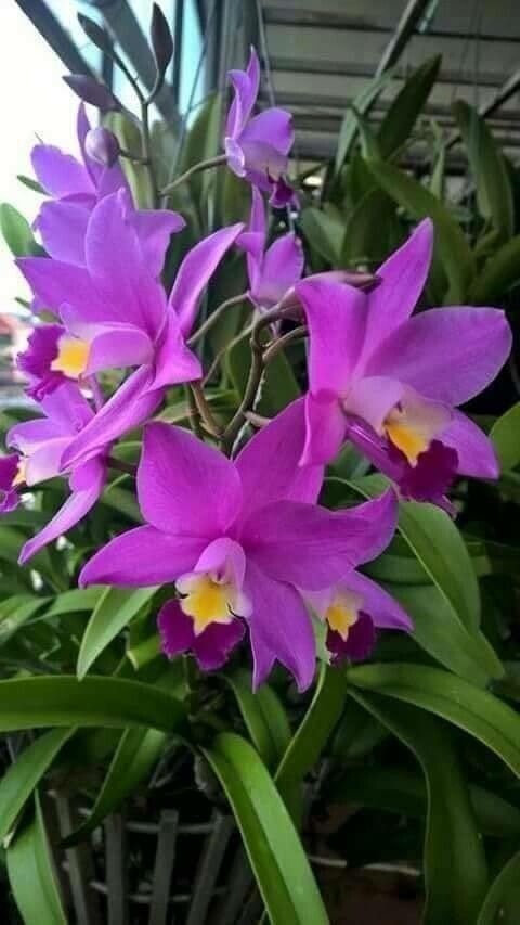 Cattleya harrisoniana — search result for 'Cattleya'