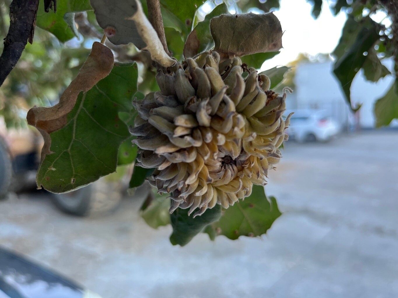 Quercus ithaburensis fruit