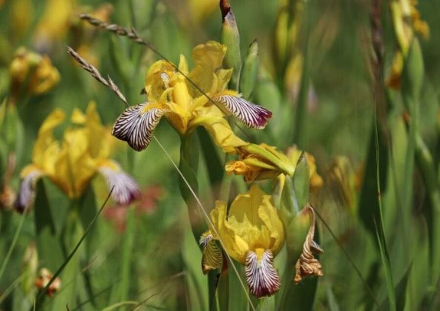 Iris variegata habit