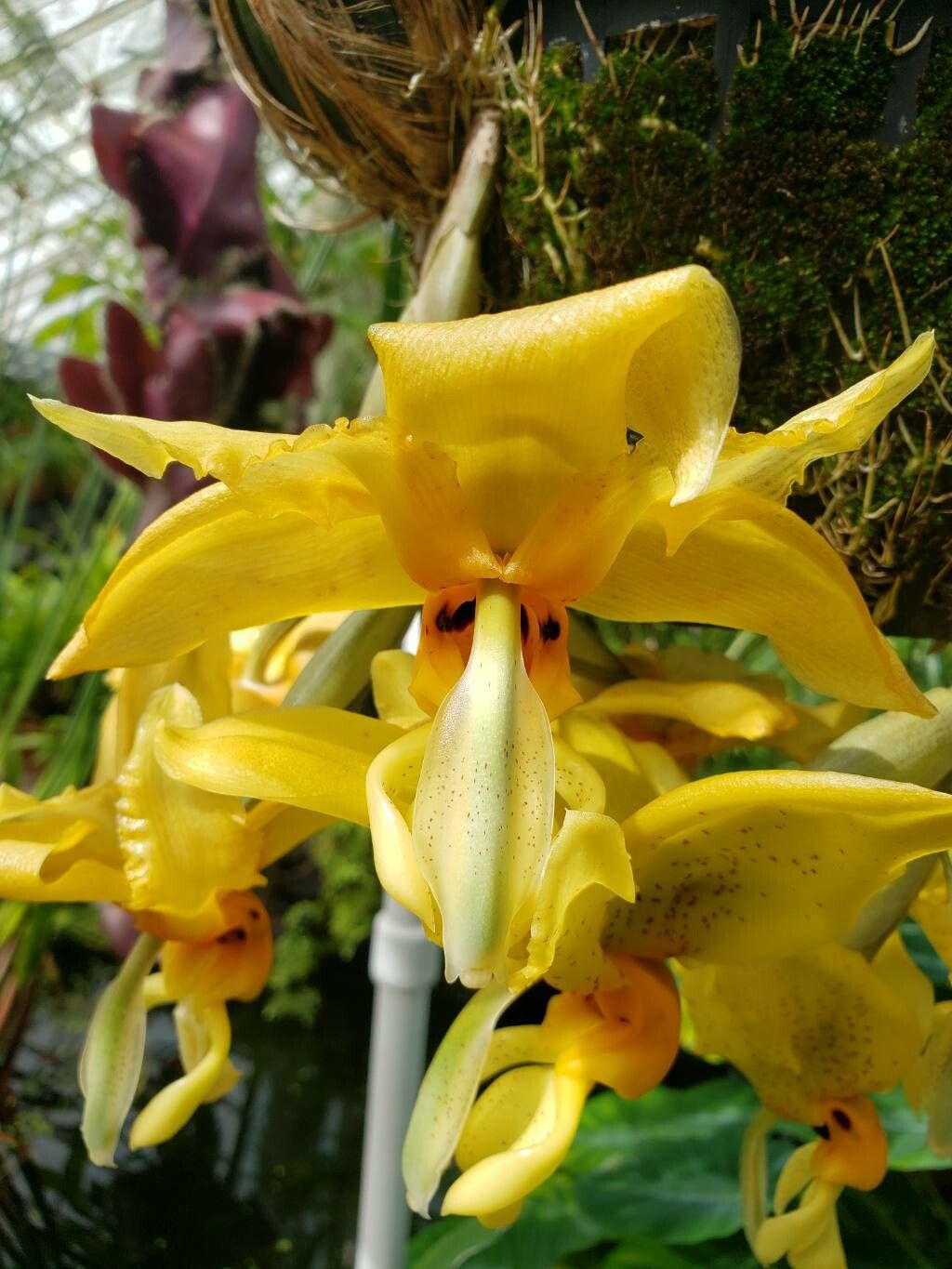 Stanhopea saccata flower