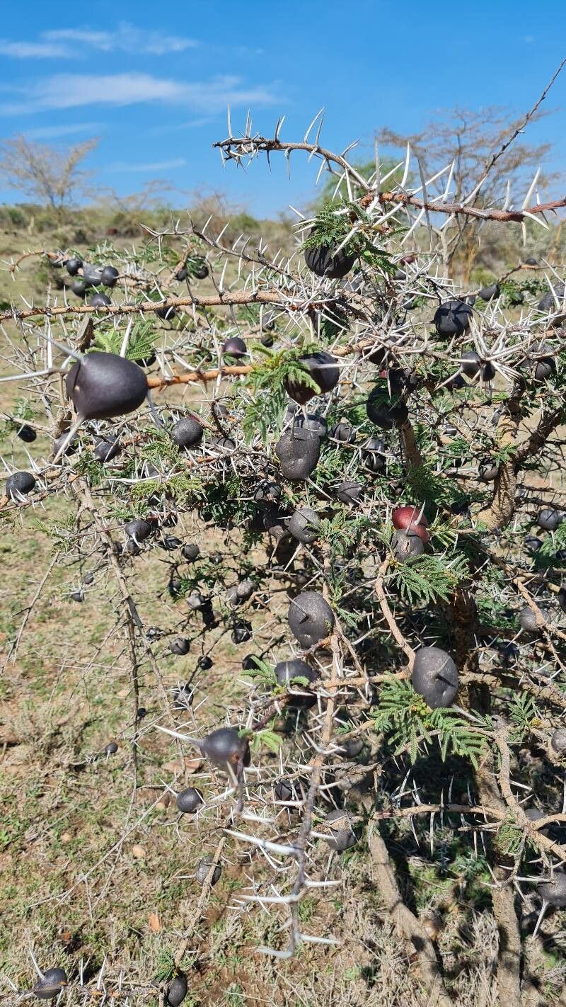 Vachellia drepanolobium fruit