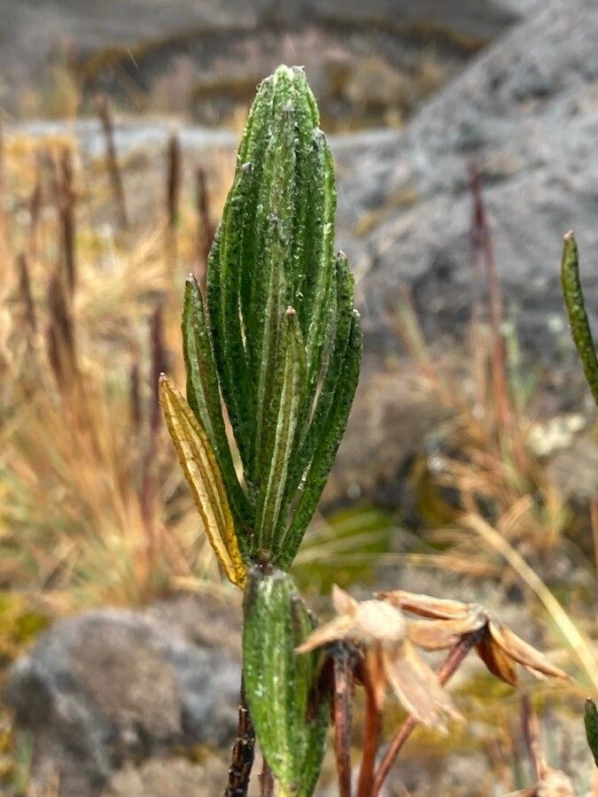Diplostephium eriophorum — search result for 'Eriophorum'