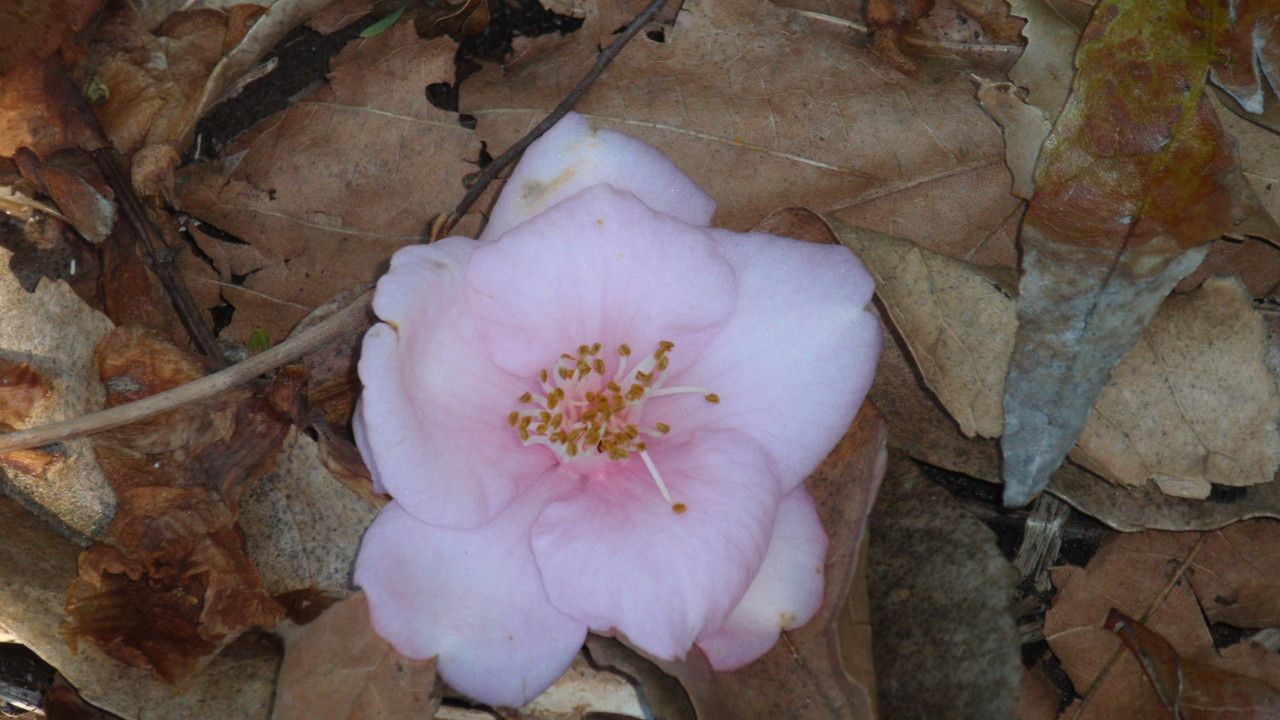 Camellia rosiflora flower