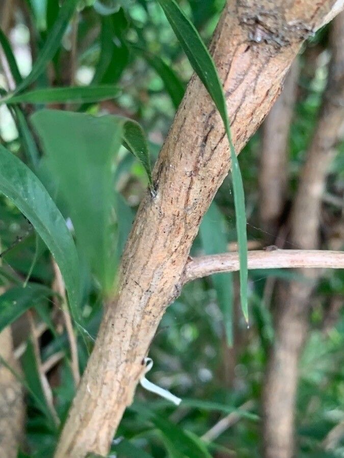 Agonis flexuosa bark