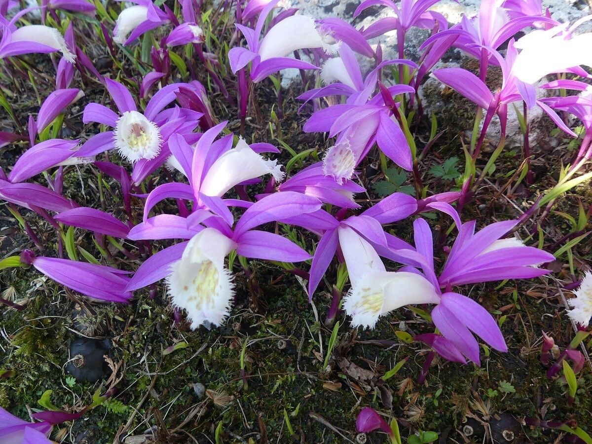 Pleione praecox other