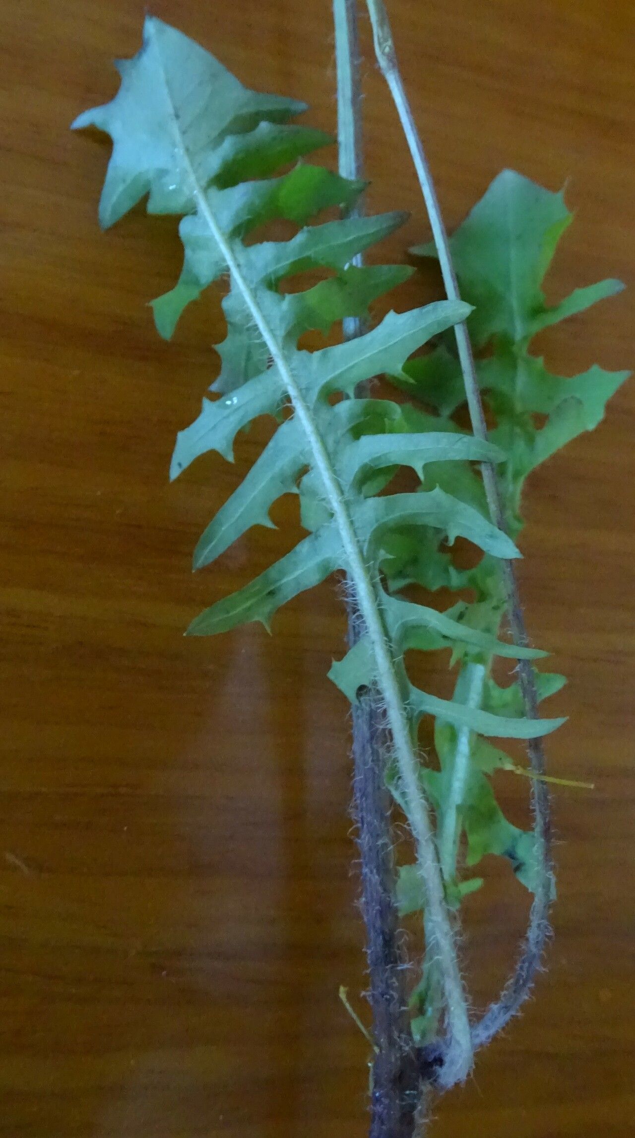 Crepis apula leaf