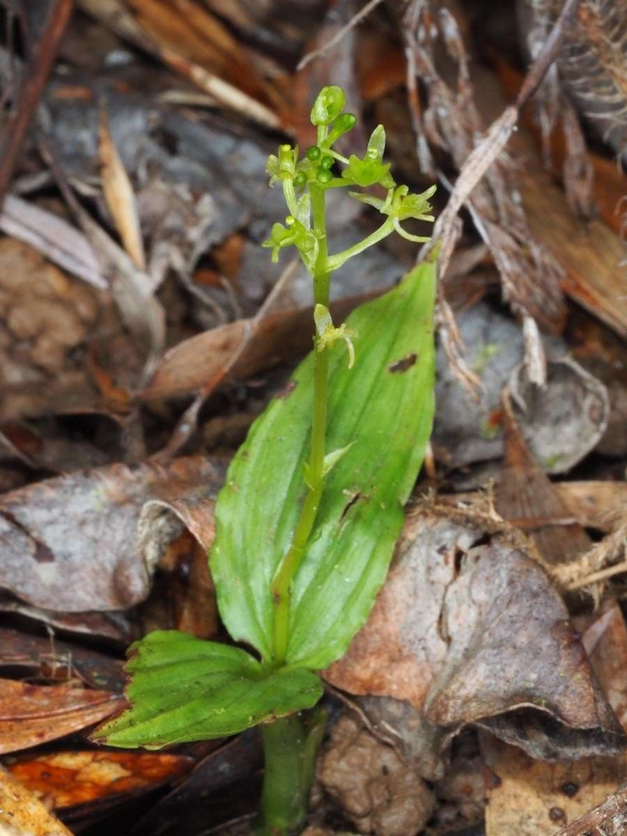 Liparis zosterops habit