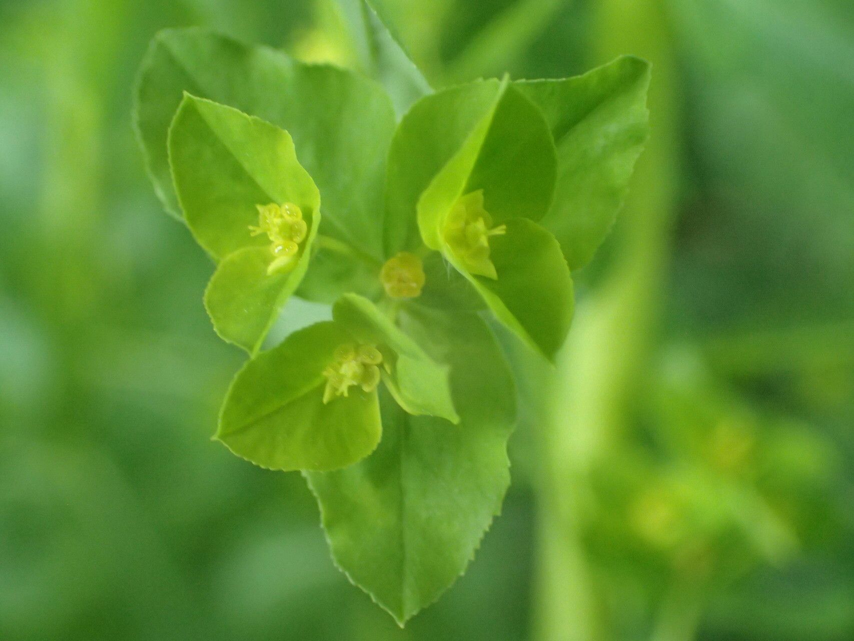 Euphorbia stricta flower
