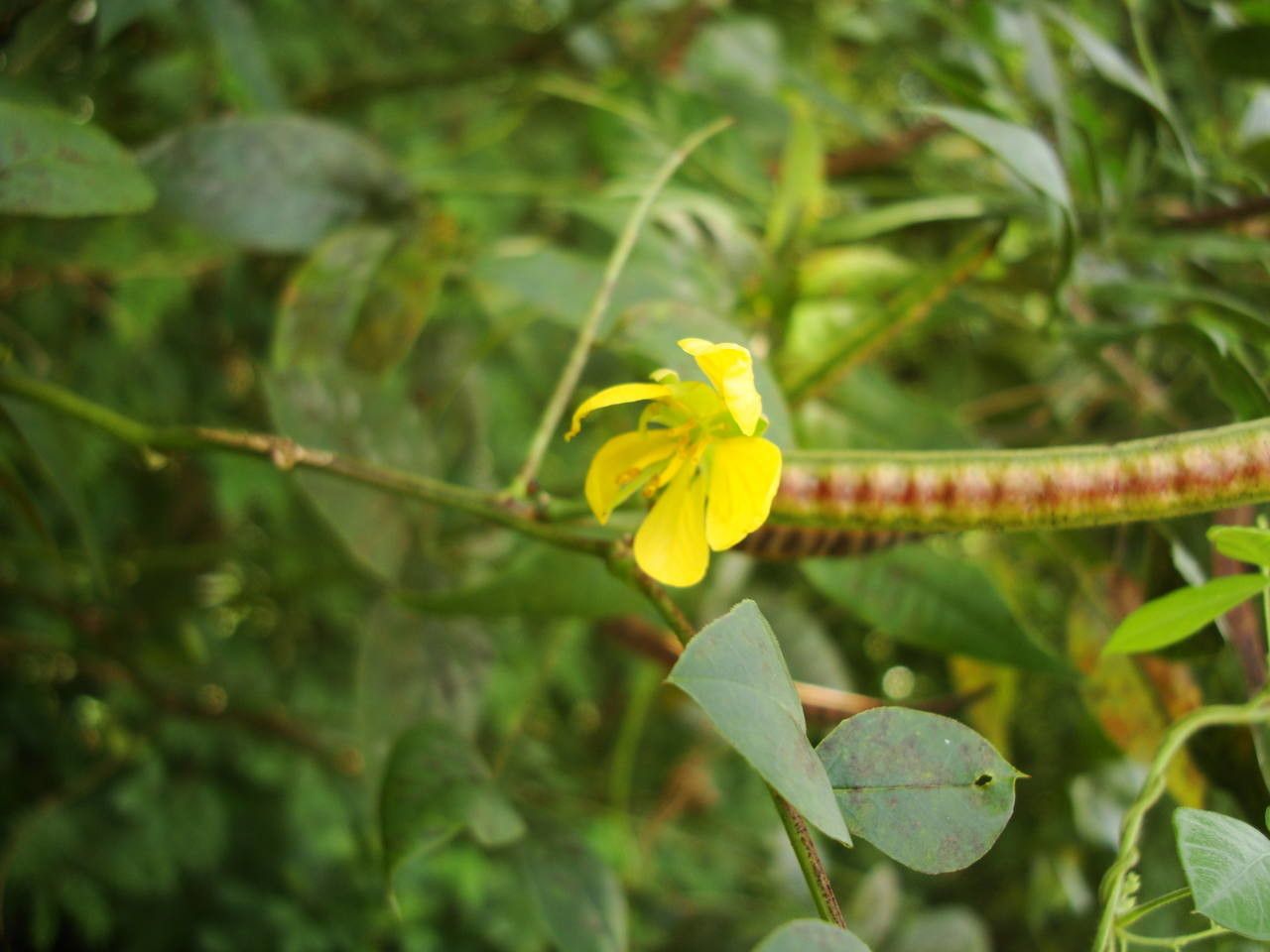 Senna occidentalis flower