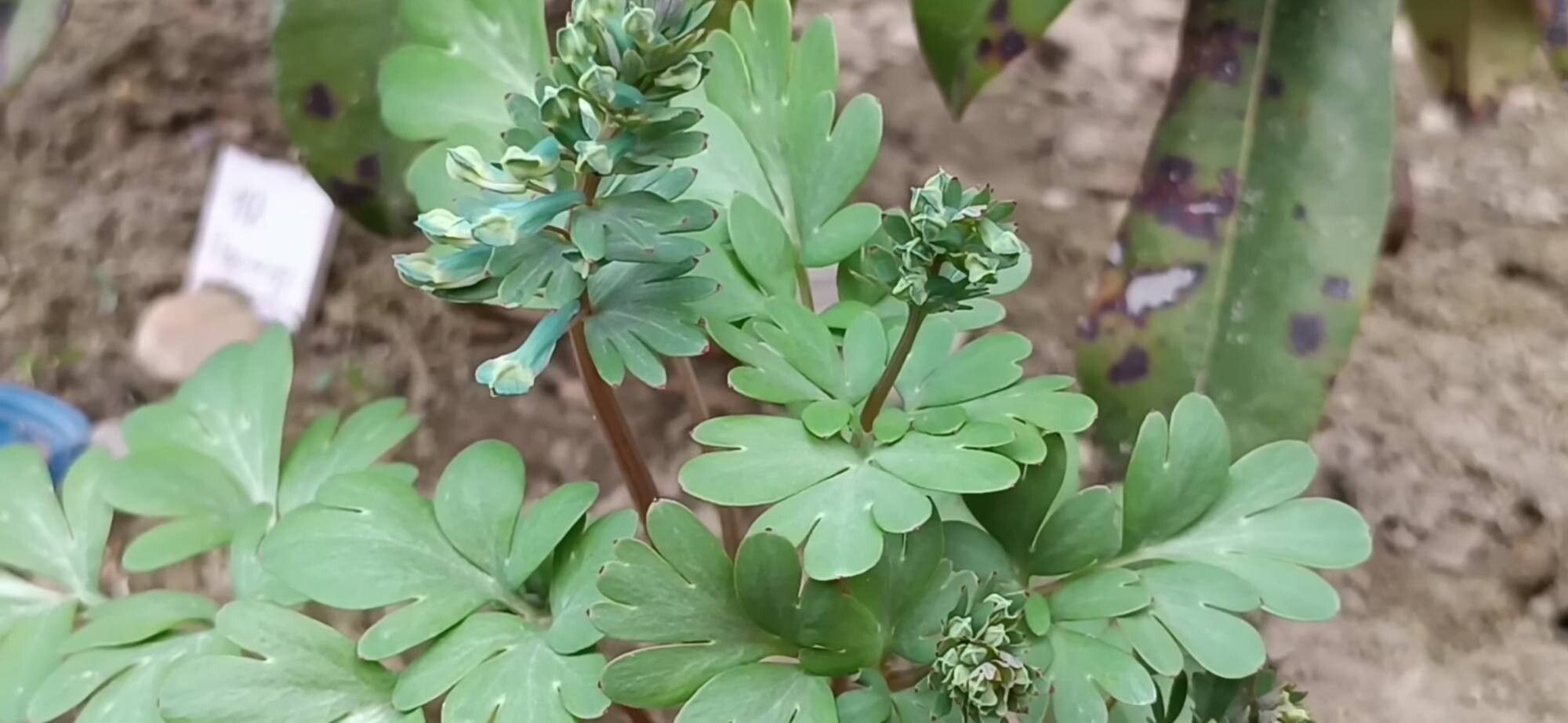 Corydalis turtschaninovii — houseplant care guide