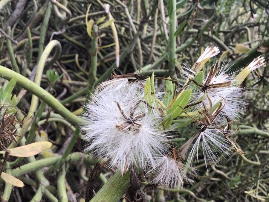 Kleinia anteuphorbium flower