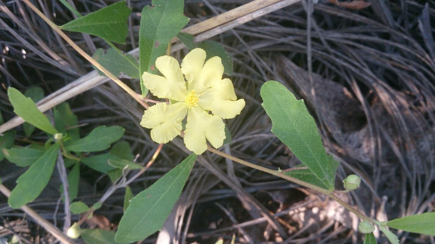Hibbertia brevipedunculata — houseplant care guide