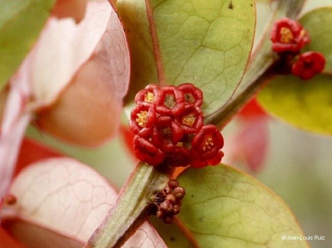 Phyllanthus tireliae — houseplant care guide