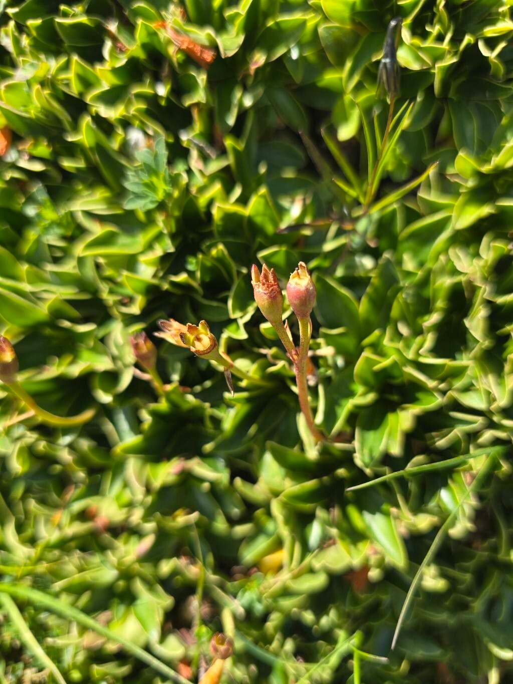 Primula wulfeniana fruit