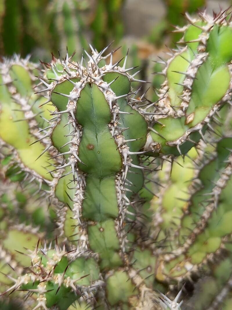 Euphorbia polyacantha bark