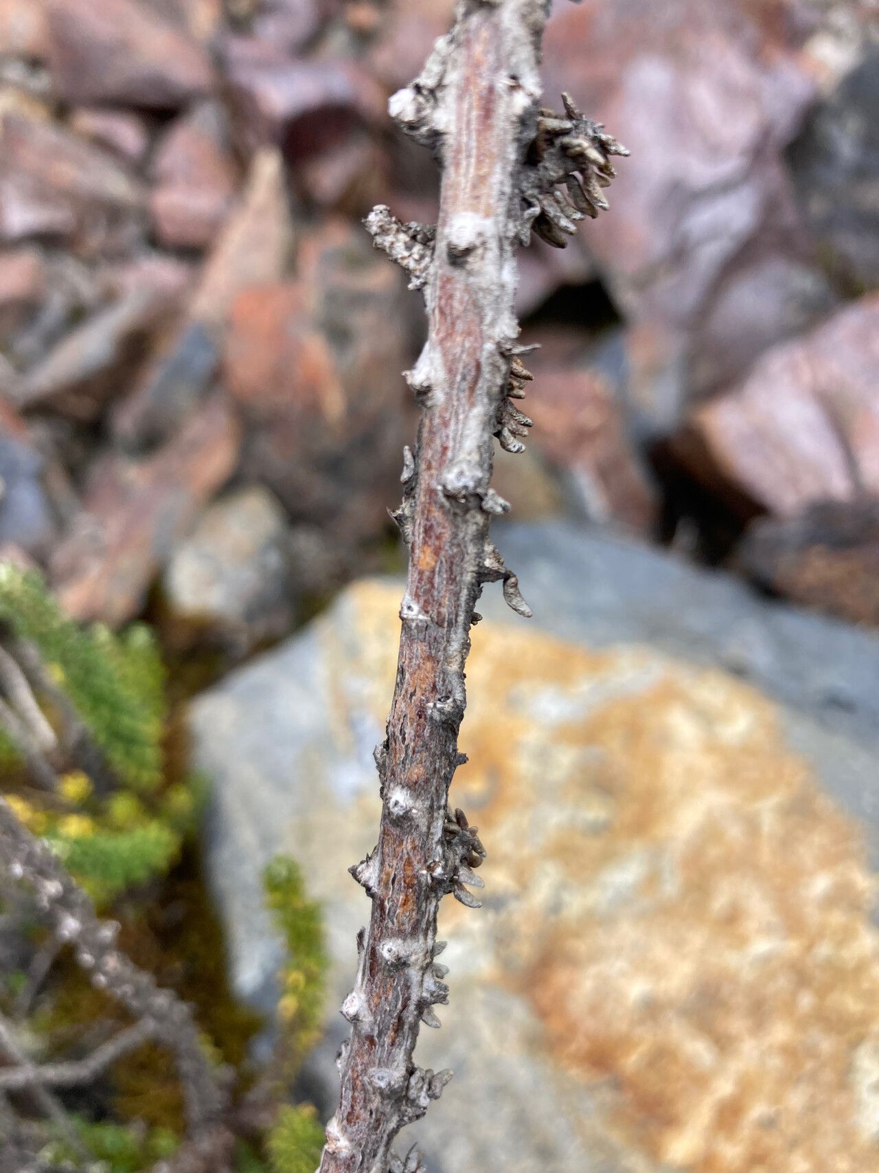 Diplostephium foliosissimum bark
