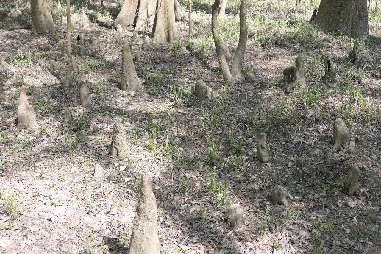 Taxodium ascendens bark