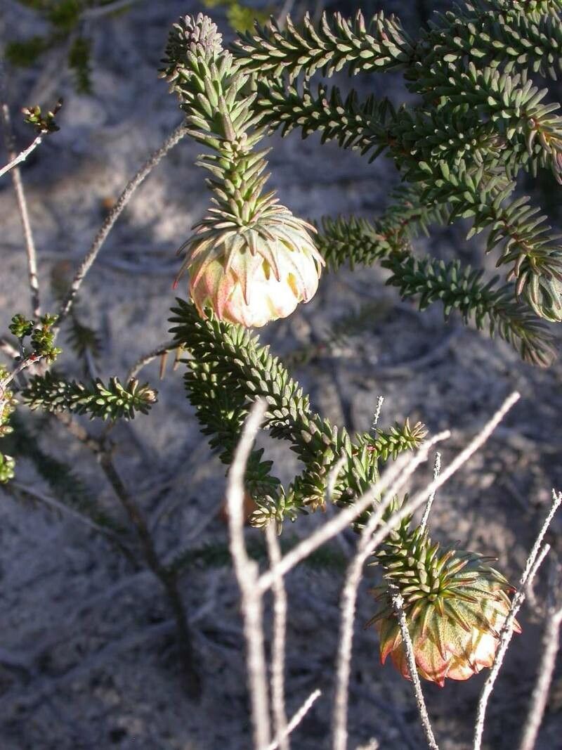 Darwinia helichrysoides flower