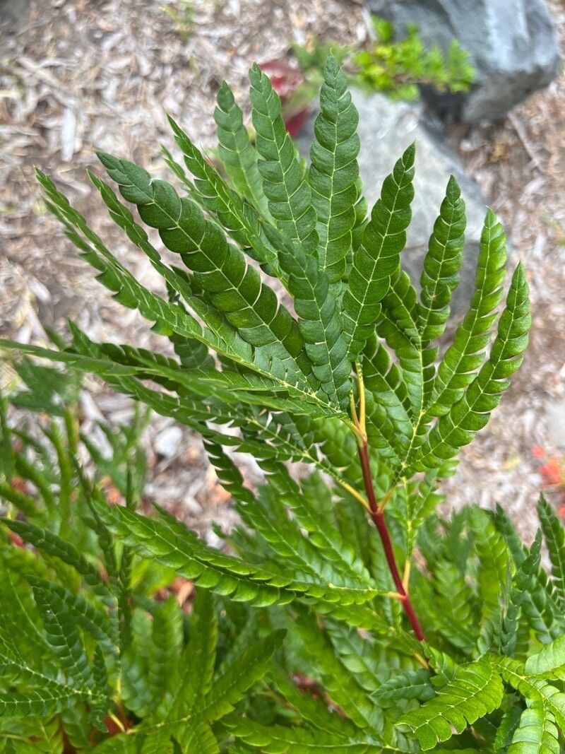 Lyonothamnus floribundus leaf