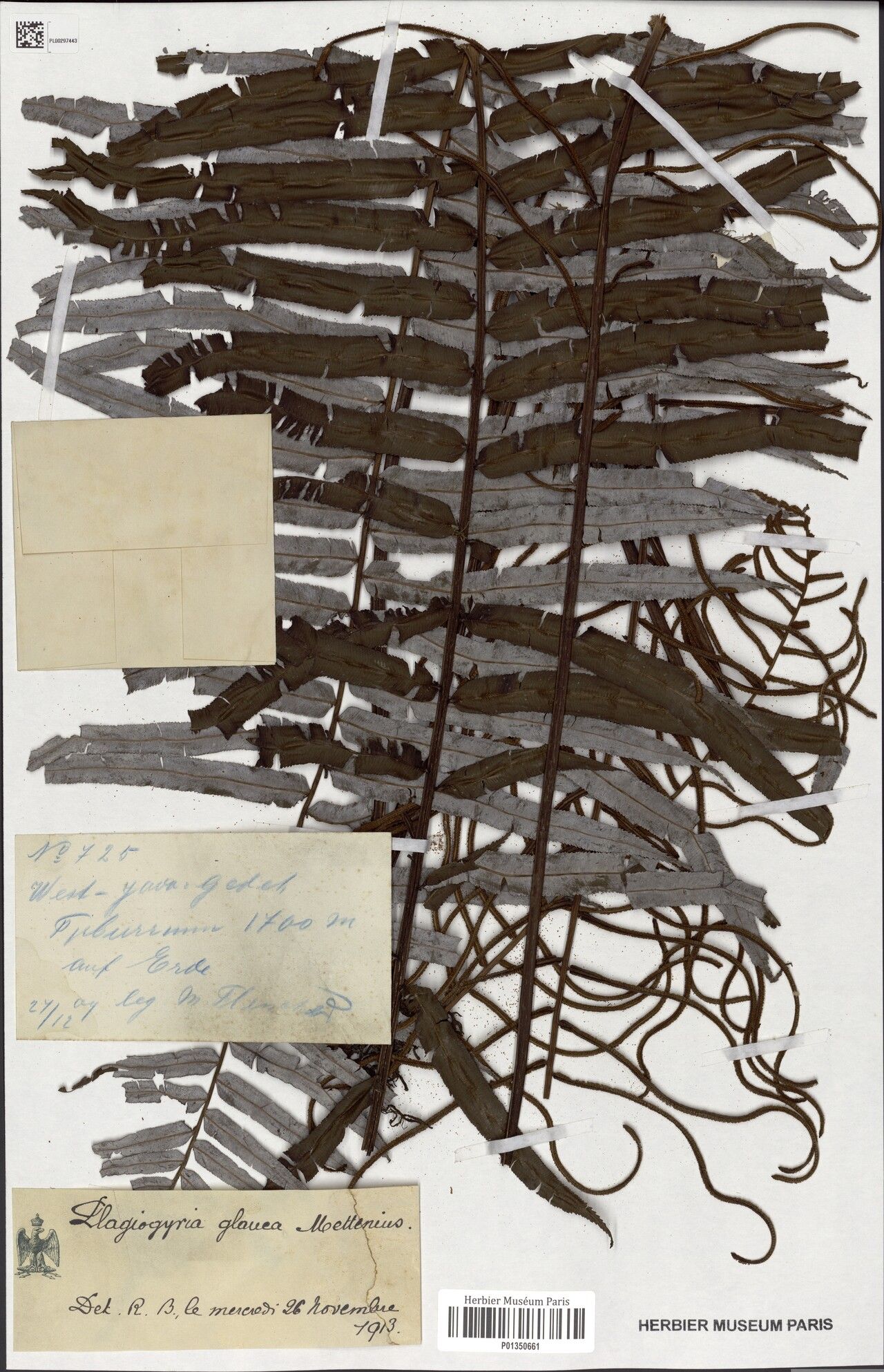 Plagiogyria glauca — houseplant care guide