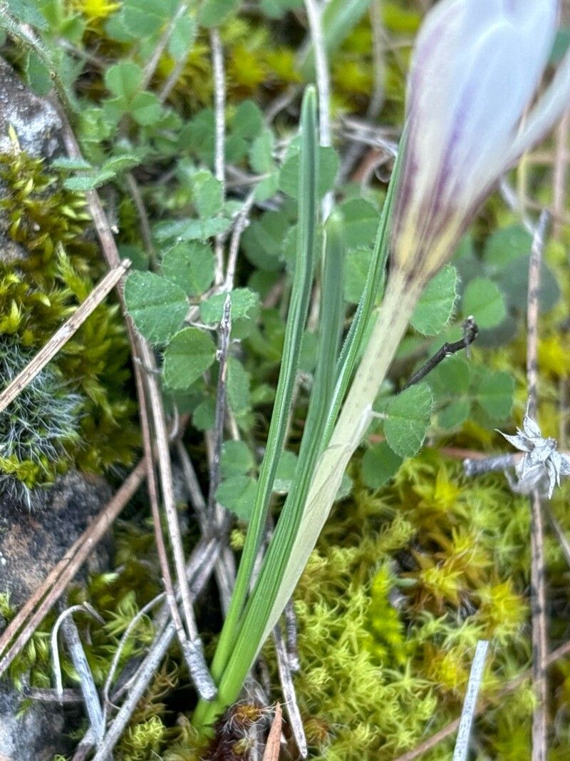 Crocus nevadensis — houseplant care guide