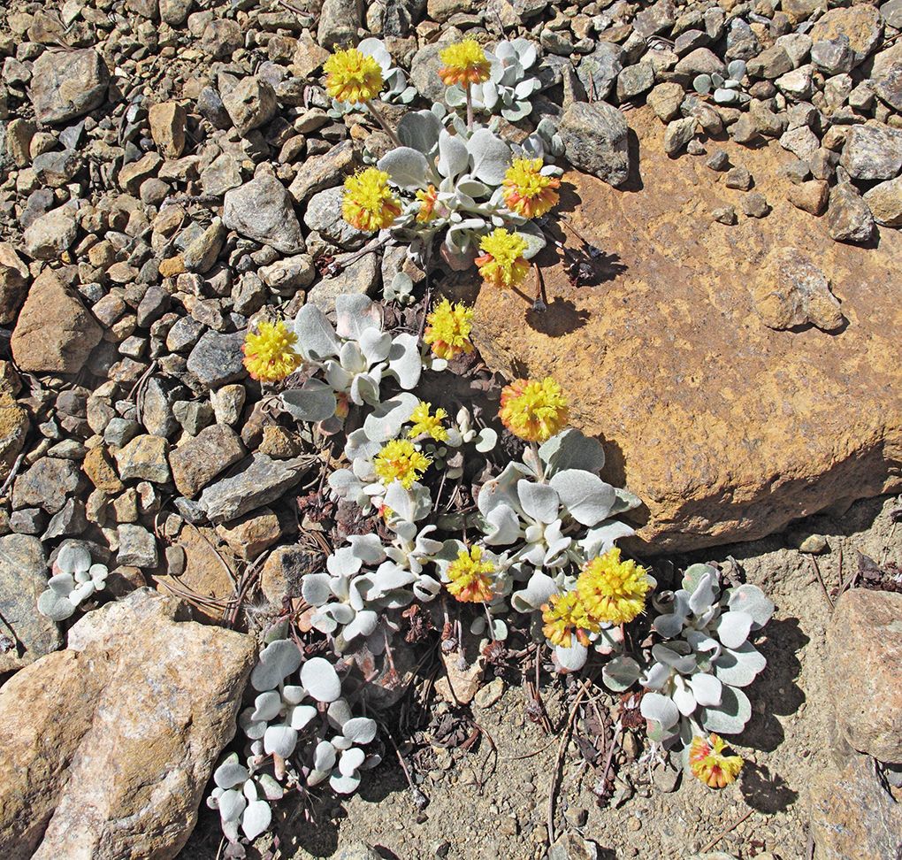 Eriogonum alpinum — related species from the same genus