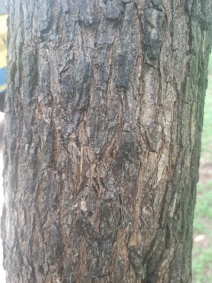 Nuxia floribunda bark