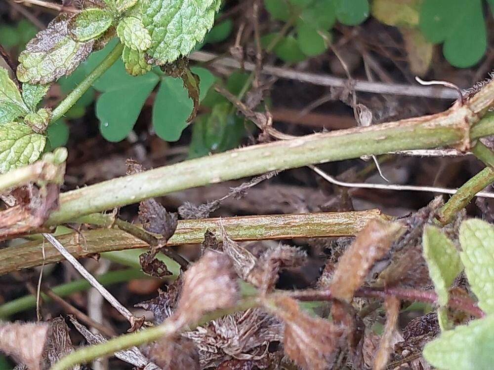 Stachys menthifolia bark