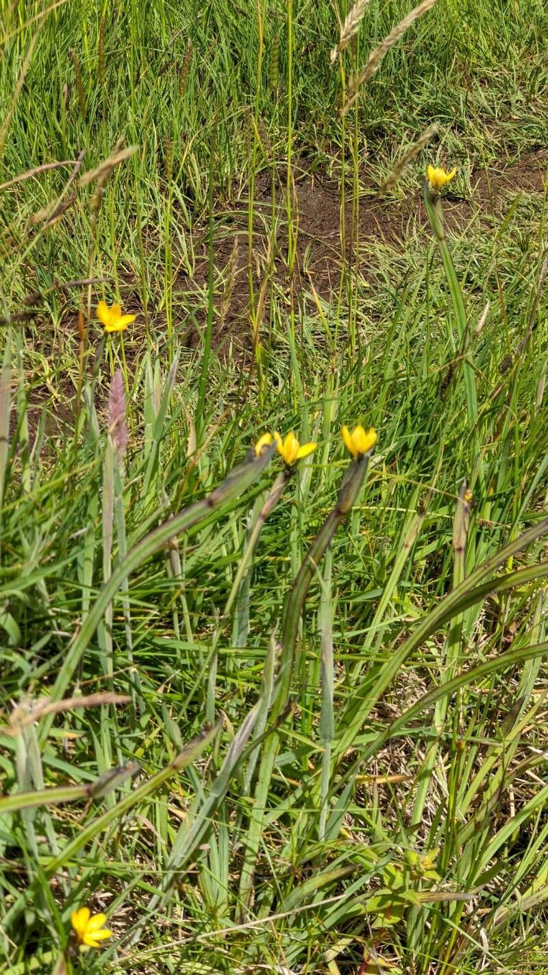 Sisyrinchium californicum leaf