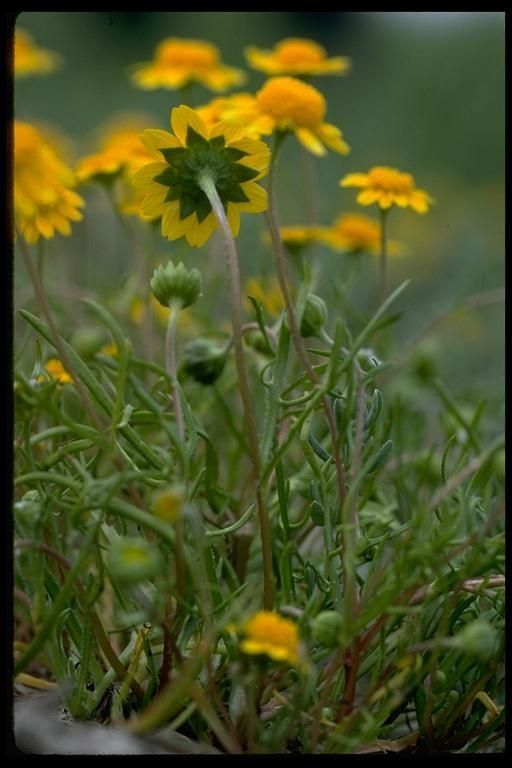 Lasthenia conjugens habit