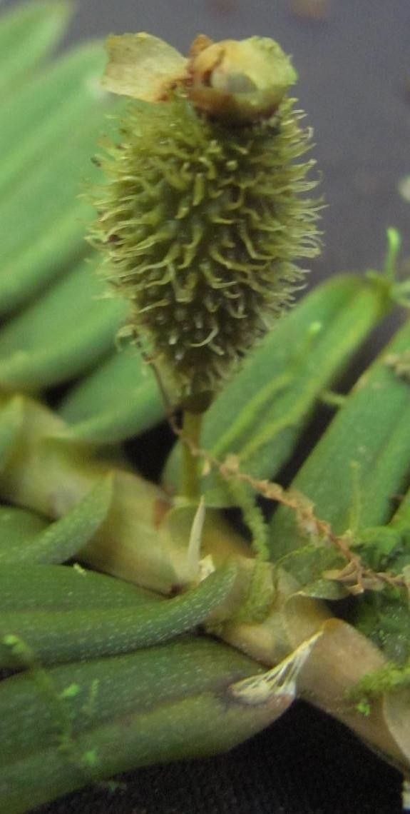 Dichaea dammeriana fruit