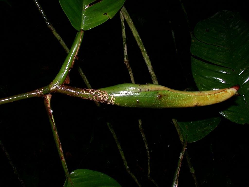Philodendron alliodorum fruit