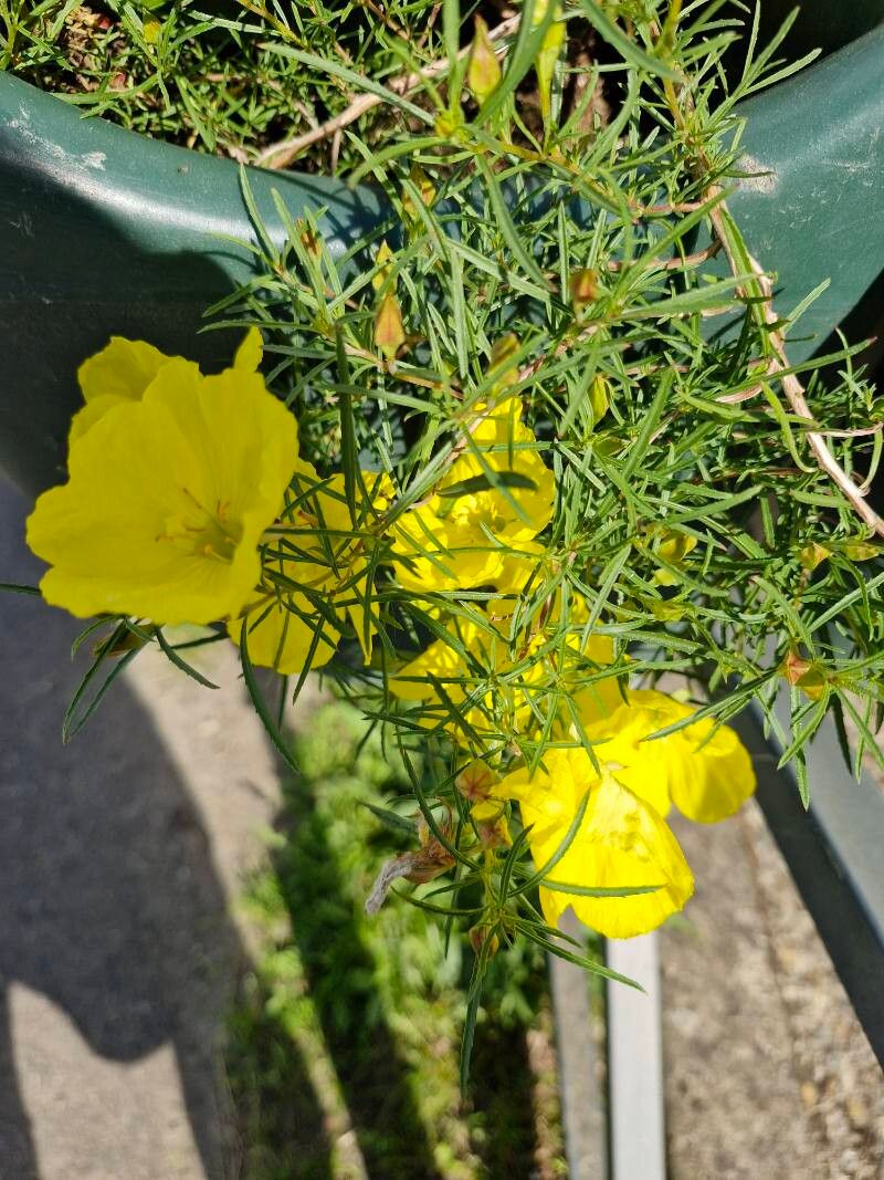 Oenothera hartwegii flower