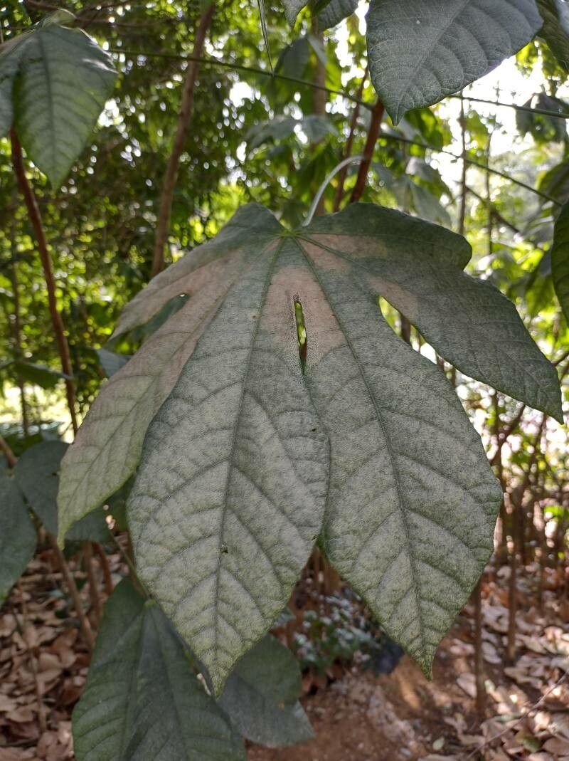 Pourouma guianensis — houseplant care guide