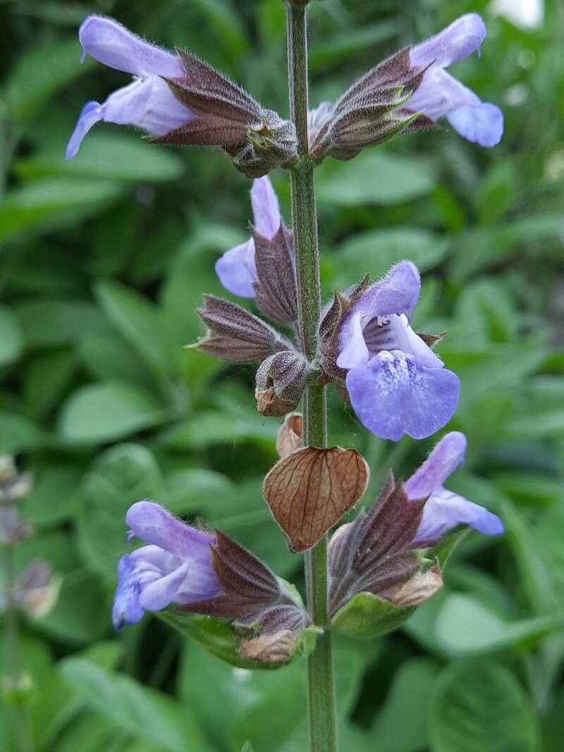 Salvia fruticosa flower
