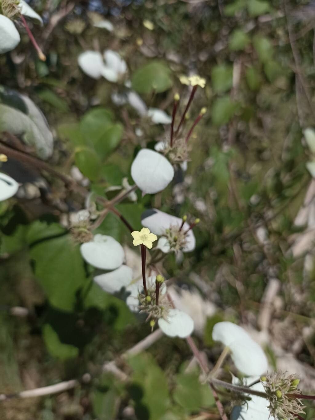 Paederia argentea flower