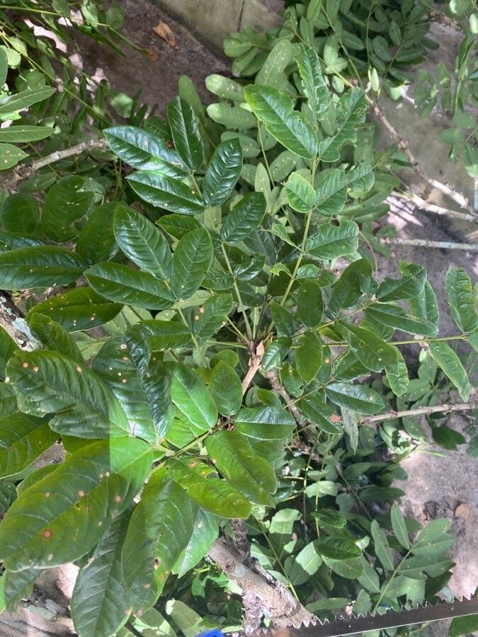 Andira anthelmia leaf