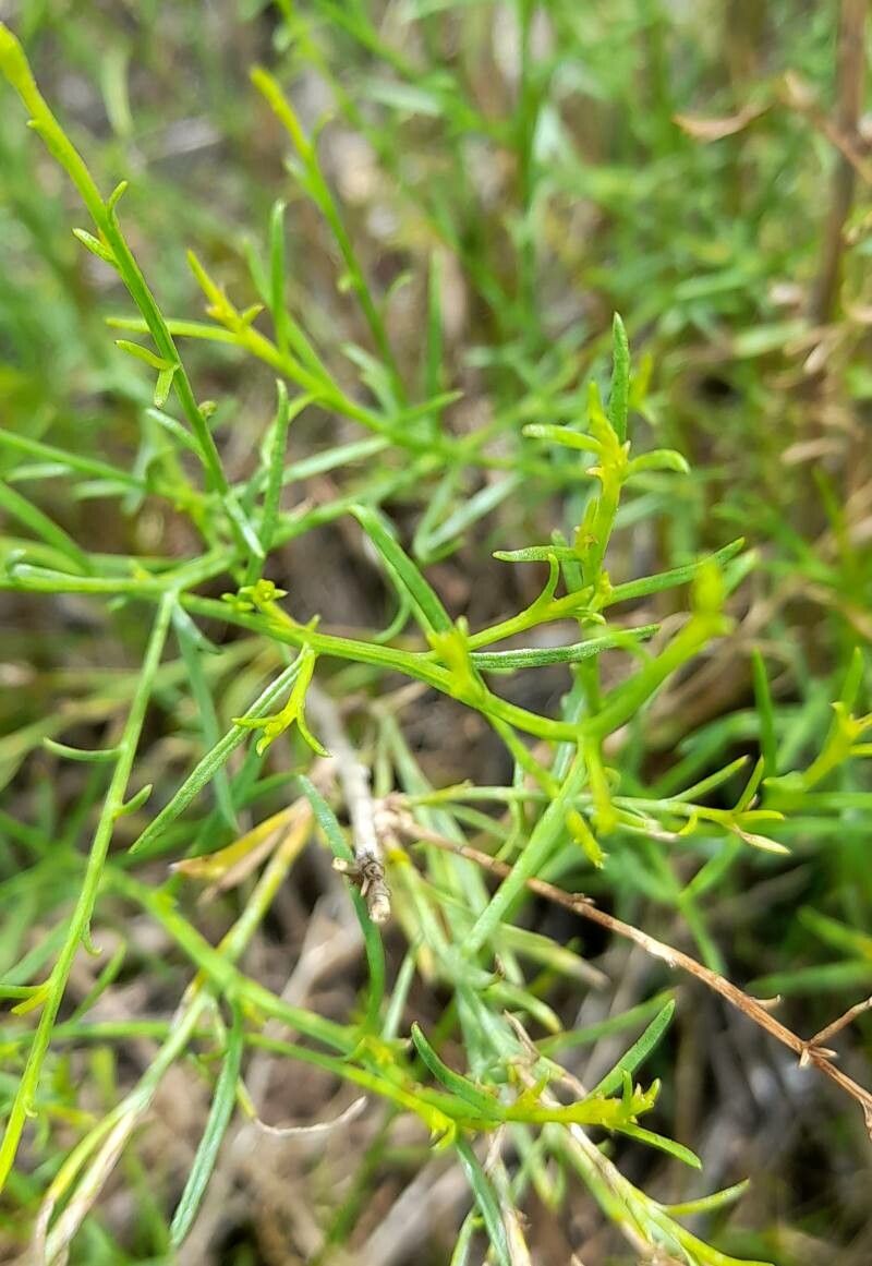 Gutierrezia gilliesii leaf