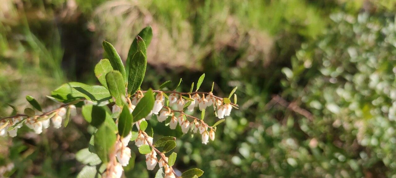 Chamaedaphne calyculata flower
