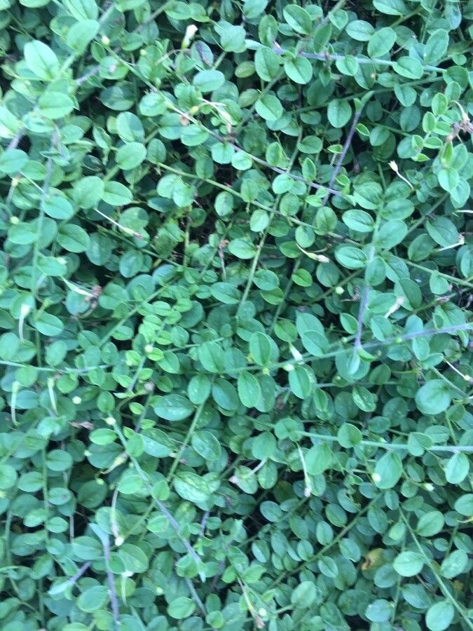 Evolvulus pusillus — houseplant care guide