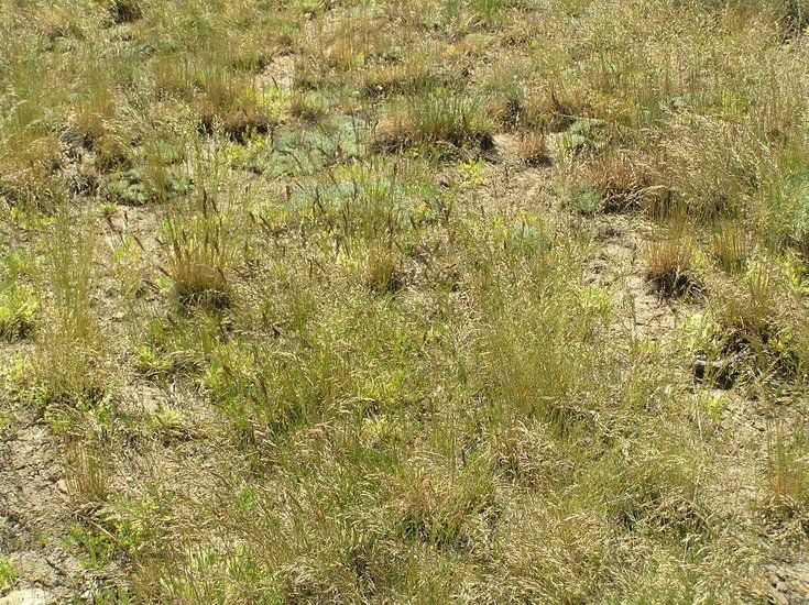Poa atropurpurea habit