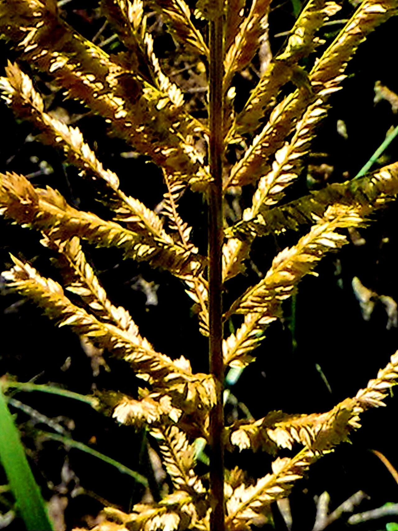 Uniola virgata — related species from the same genus