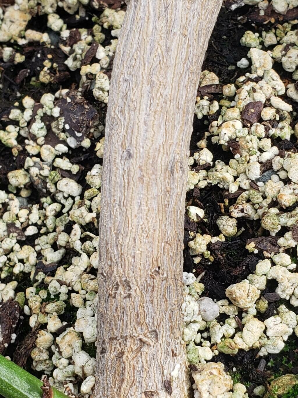 Chrysojasminum humile bark