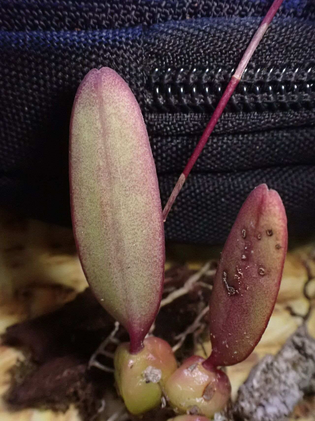 Bulbophyllum erectum — houseplant care guide