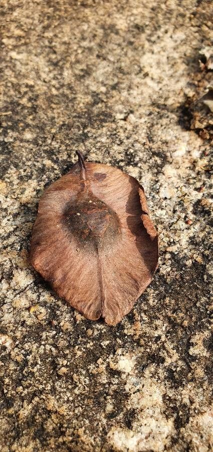 Terminalia prunioides fruit