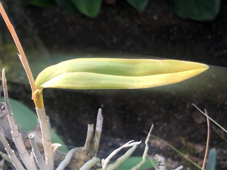 Barkeria spectabilis — search result for 'Epidendrum'