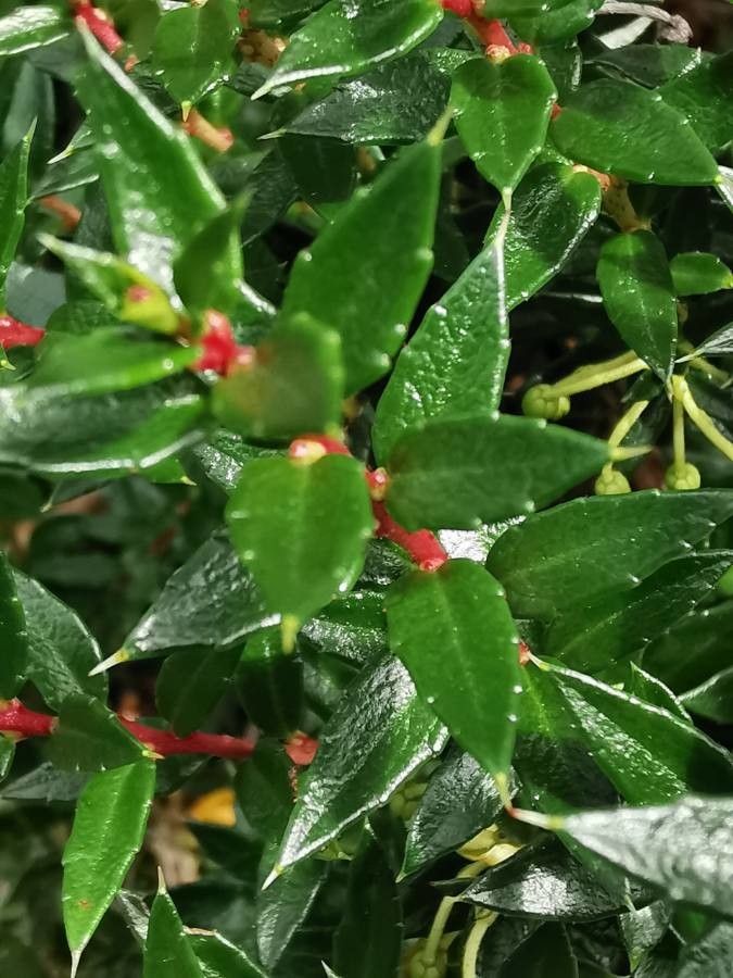 Gaultheria mucronata
