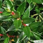 Gaultheria mucronata