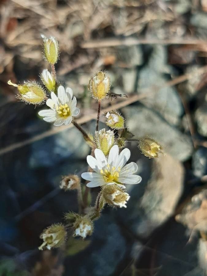 Cerastium ligusticum habit